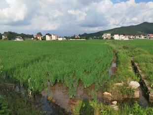 乡村绿野间的宁静田园风光