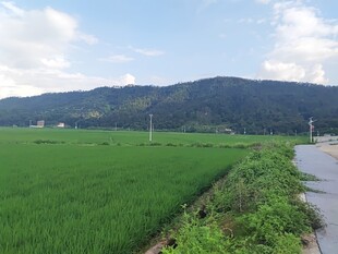田园绿野间的乡间小路