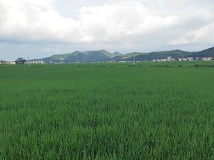 广袤绿野田园风光美景