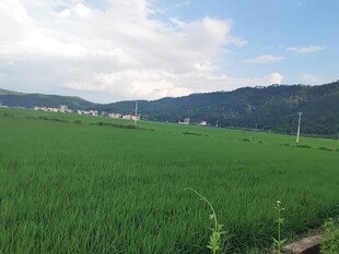 绿色稻田与远山美景