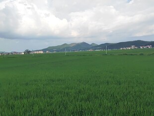 广袤绿野 远山云雾相伴