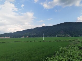 绿野青山间的田园风光