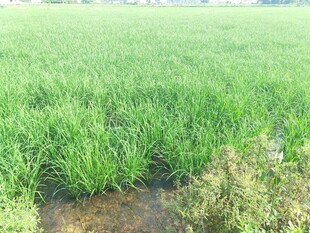 翠绿田野中的生机景象