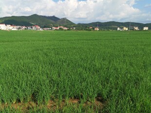 绿色稻田与远处村庄景观