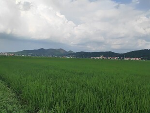 广袤翠绿稻田与远山风景