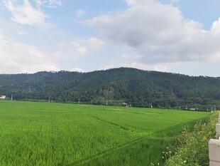 翠绿田野与远山美景