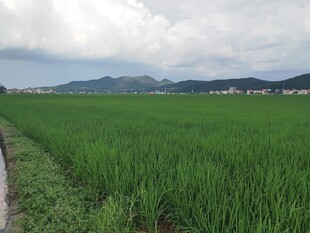 广袤绿野间的宁静稻田