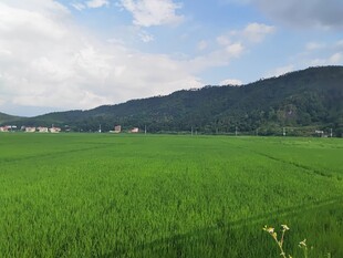 翠绿田野与远山蓝天美景