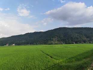 绿色田野风光 远山相伴
