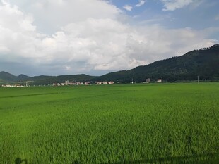 广袤绿野间的田园风光