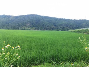 绿色田野与远山美景