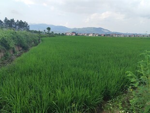 翠绿稻田 田园风光初现
