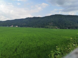 广袤绿野 远山相伴