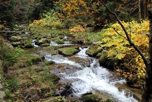山间溪流秋色美景