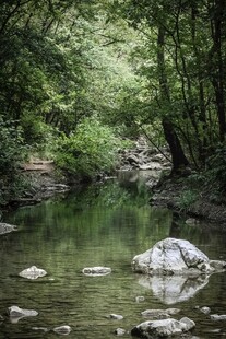 林间溪流静谧自然之景