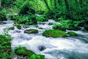 山间溪流绿意盎然的景致