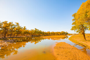 秋日河畔金黄树林美景