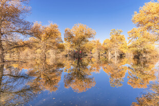 秋日湖景中的金黄树林倒影