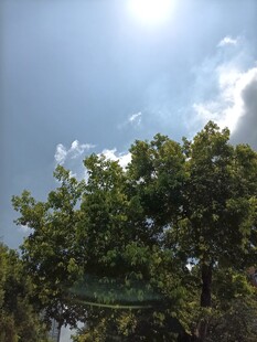 阳光下的绿树与蓝天