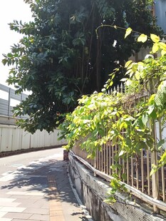 绿荫下的宁静小道