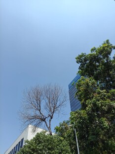 蓝天绿树旁的光秃树木