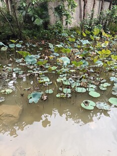 池塘中的荷叶