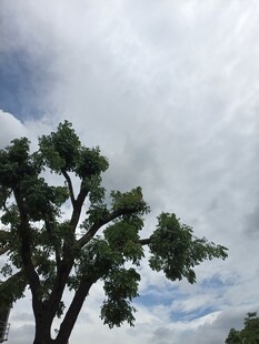 天空下的繁茂树木
