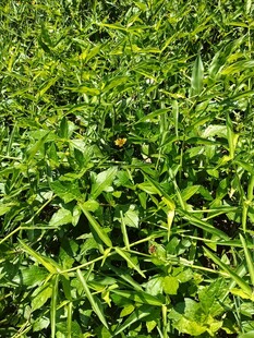 翠绿草丛