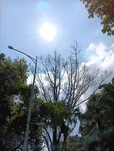 阳光透过树木的晴朗景象