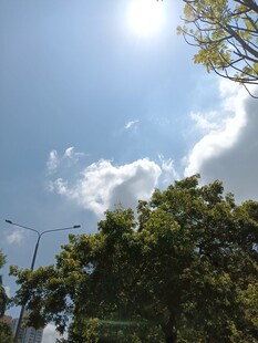 晴朗天空下的绿树