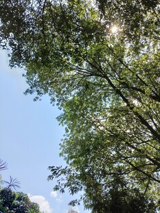 阳光透过枝叶的绿意景象