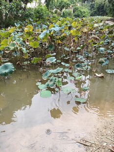 荷塘景色