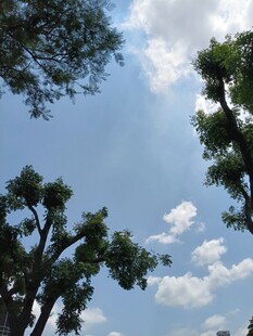 蓝天白云下的葱郁树木