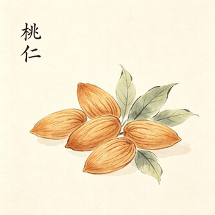 手绘桃仁图