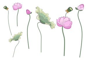 荷花插画素材