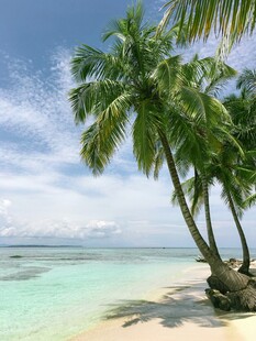 热带海滩椰树美景