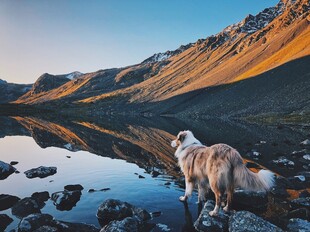 湖畔孤犬伴壮丽山景