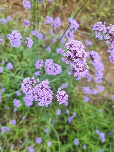紫色小花绽放于绿草间