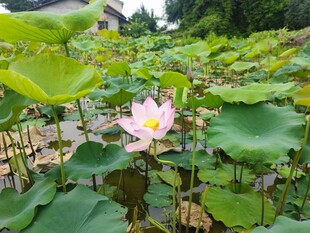 荷花