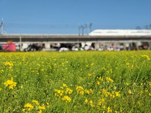 油菜花田和高铁