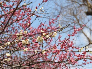梅花