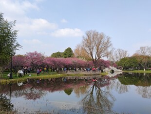 梅花园