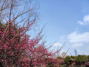 梅花