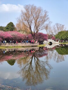 樱花美景