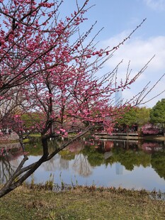 梅花