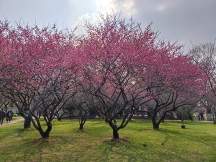 梅花