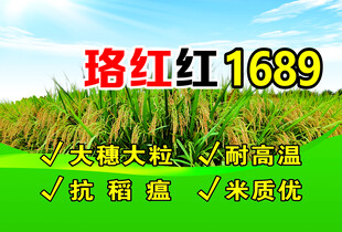 珞红红1689水稻品种农业素材