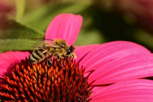 蜜蜂停留在鲜艳紫锥花上