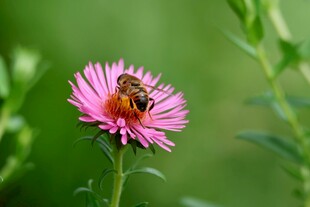 蜜蜂采蜜于粉色花朵间