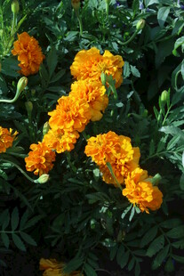 万寿菊  